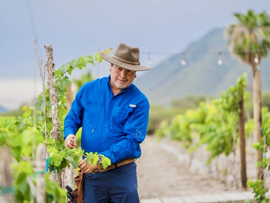 In rural Tamaulipas, one entrepreneur is testing whether wine can take root 