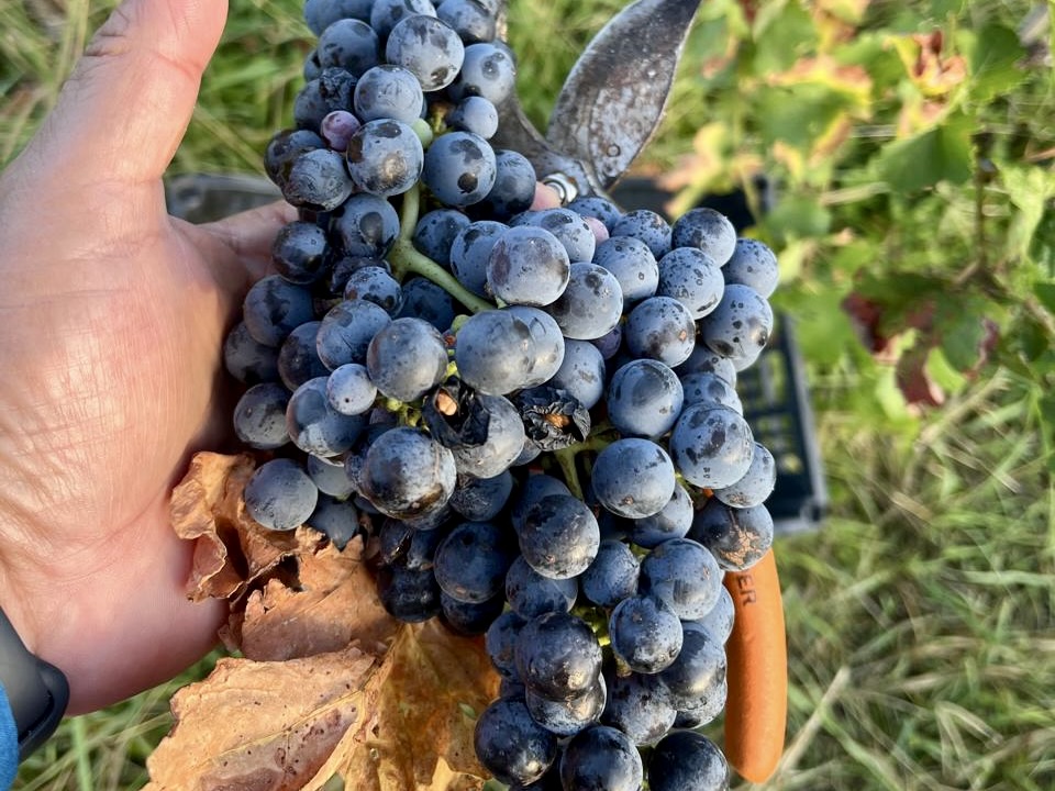 Una mano sostiene un racimo de uvas de color morado oscuro junto a unas tijeras de podar en un viñedo.