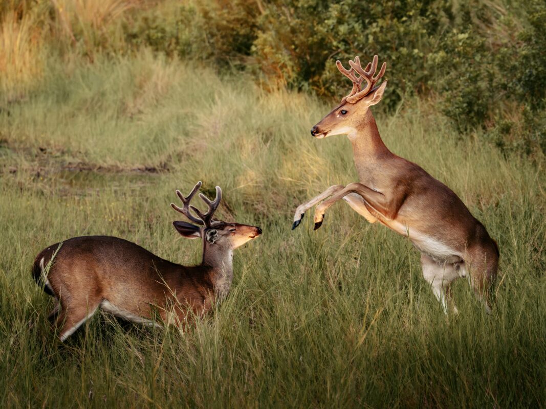 The worms are coming: Texas’ $11B wildlife economy faces a rising threat