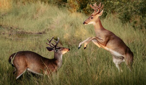 Two male white-tailed deer with antlers face off in tall grass, one rearing on its hind legs during a rutting-season fight.