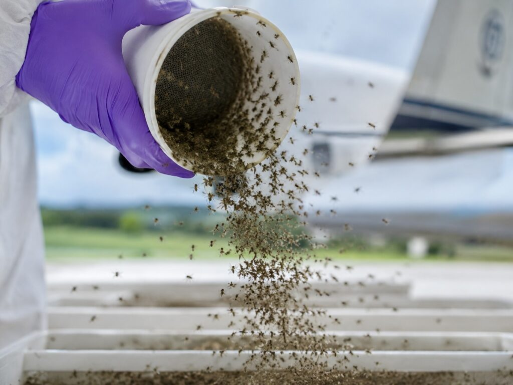 Gloved worker releasing sterile flies used in the regional New World screwworm eradication effort.