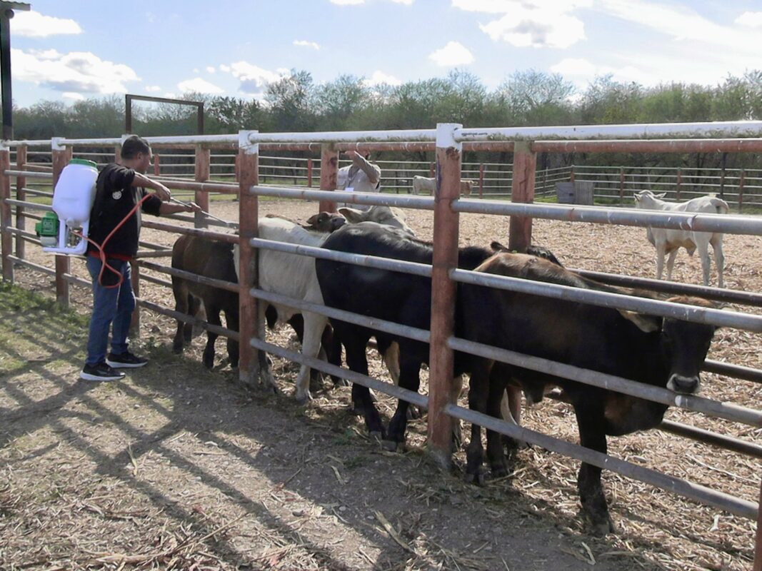 Tamaulipas ramps up screwworm containment efforts as outbreak edges closer to Texas border