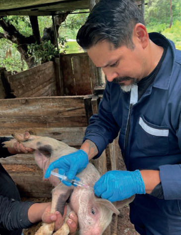 A veterinarian treating a pig during animal health operations tied to the New World screwworm outbreak.
