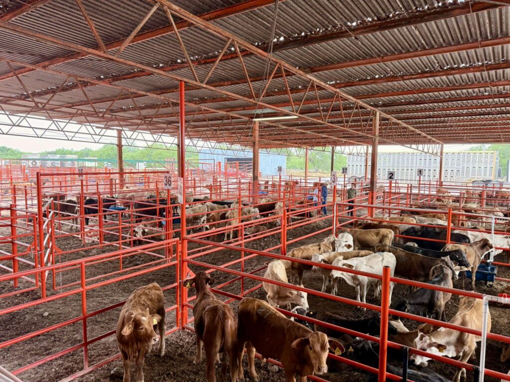 El ganado se encuentra dentro de los corrales de las instalaciones de cuarentena de Reynosa antes de una subasta ganadera en Tamaulipas, México.