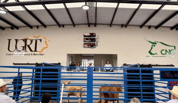 Ranchers and livestock buyers gather during a cattle auction at the Reynosa quarantine facility.
