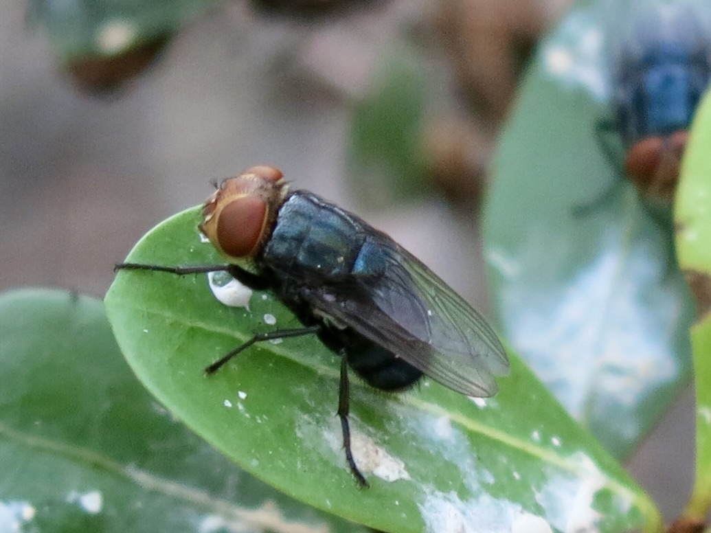 Screwworm reaches Texas, but no cases reported in the Rio Grande Valley