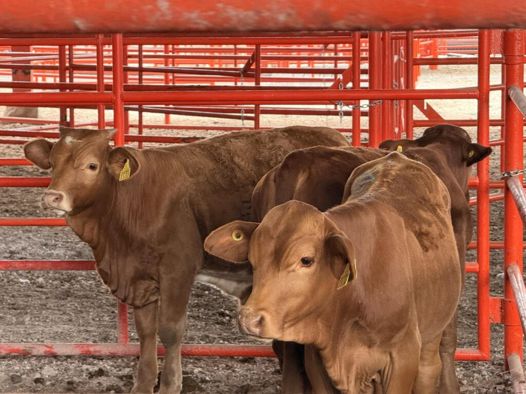 Vacas de gran tamaño se encuentran en un corral de espera en unas instalaciones de subasta de ganado en Reynosa, Tamaulipas.