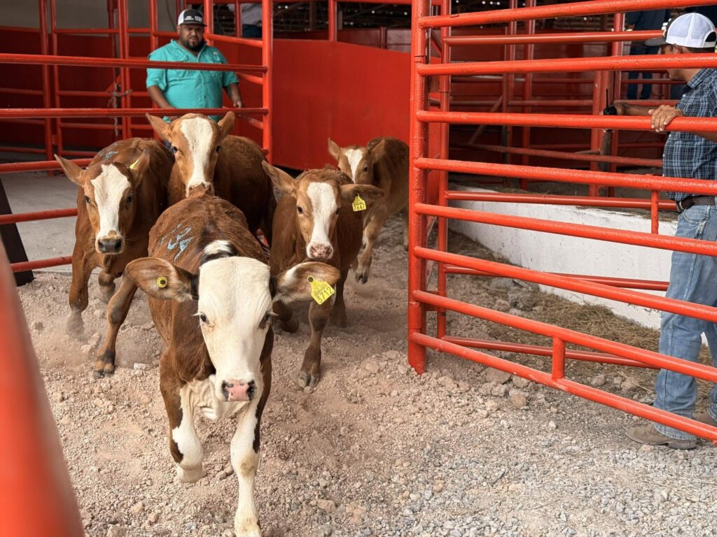 Unos terneros jóvenes se encuentran en un corral antes de ser puestos a la venta en una subasta de ganado en Reynosa.