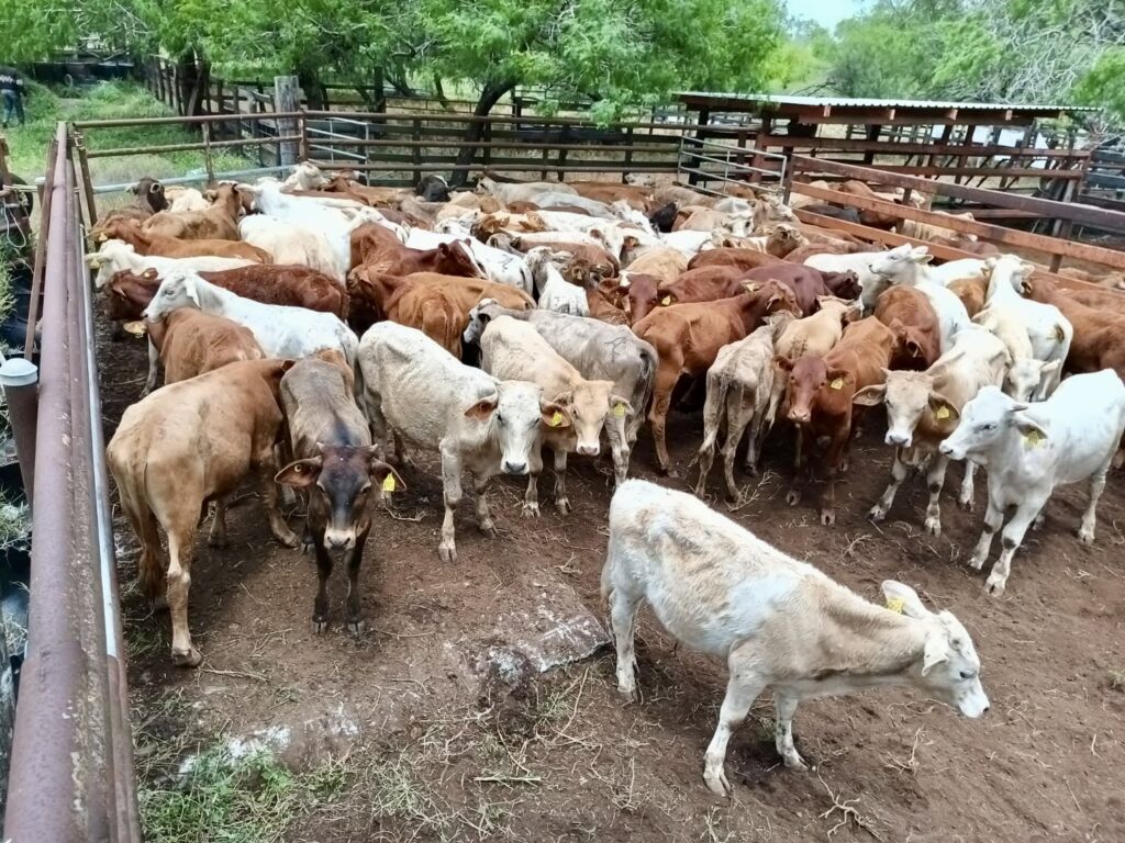 Un rebaño de ganado con marcas oficiales en las orejas se encuentra dentro de un corral en Tamaulipas.
