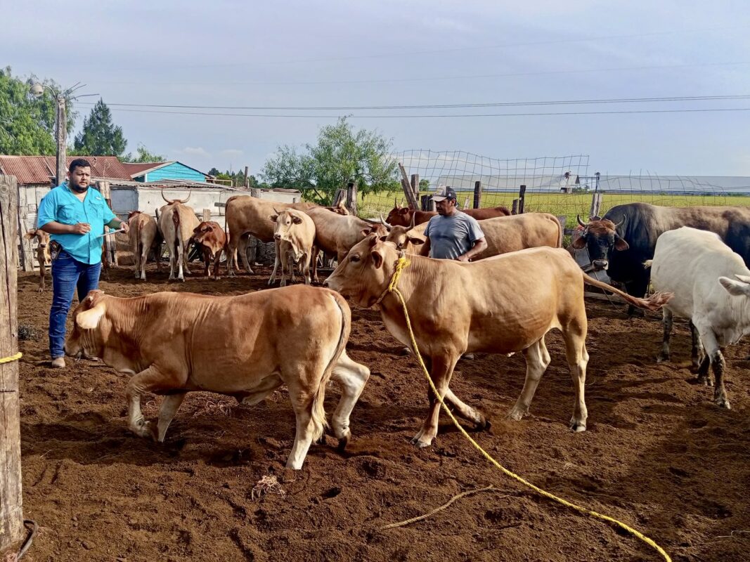 Tamaulipas eyes return to U.S. cattle market as screwworm cases fall