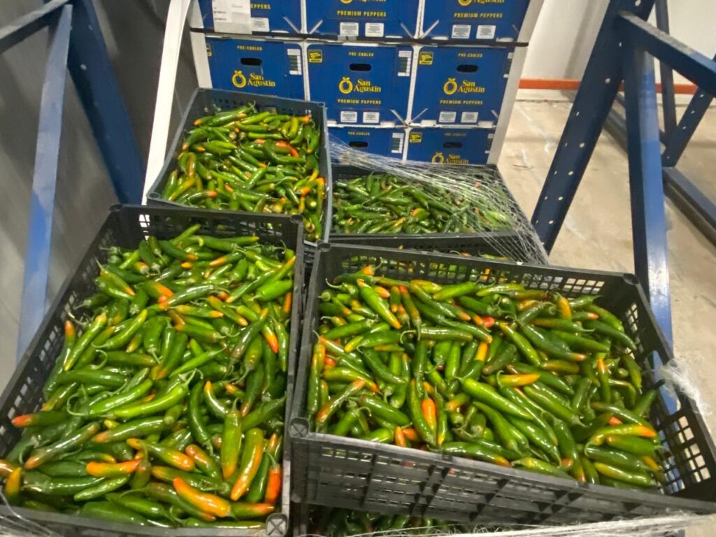 Crates filled with fresh green and red peppers inside Amore Produce’s McAllen facility.