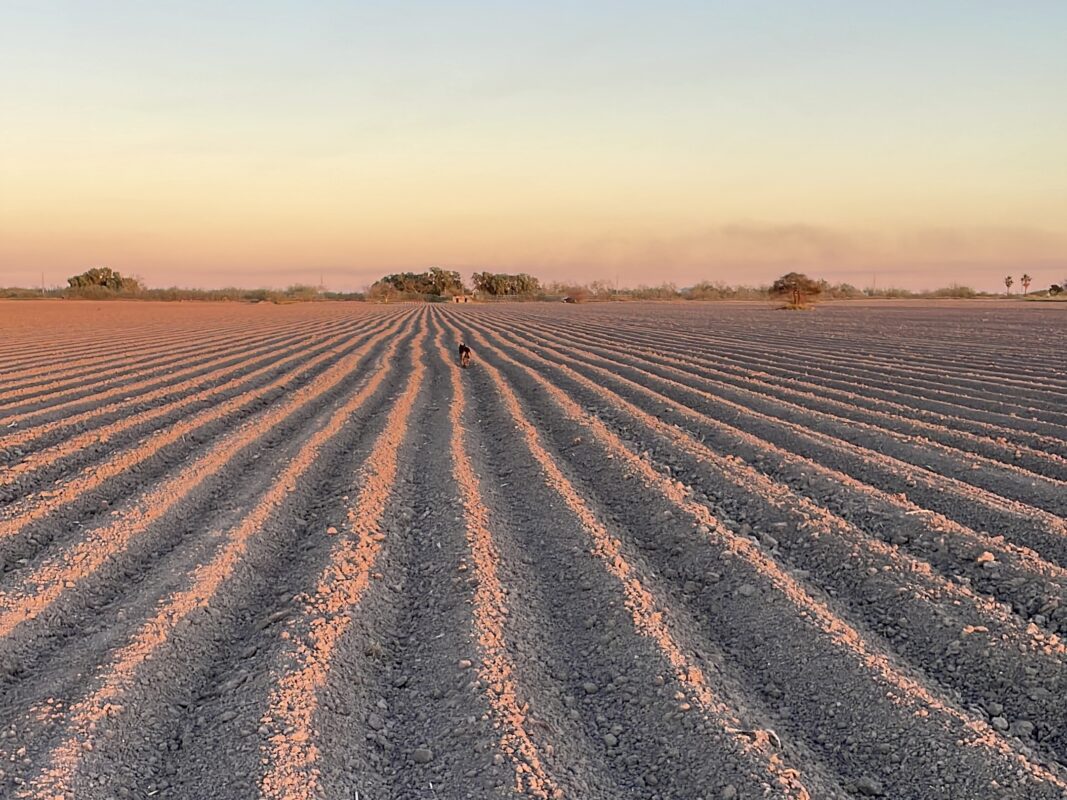 Northern Tamaulipas farmers are leaving fields unplanted — and it’s not just because of drought