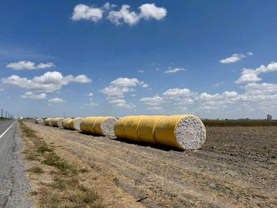 Valley cotton beats expectations, but the industry keeps shrinking
