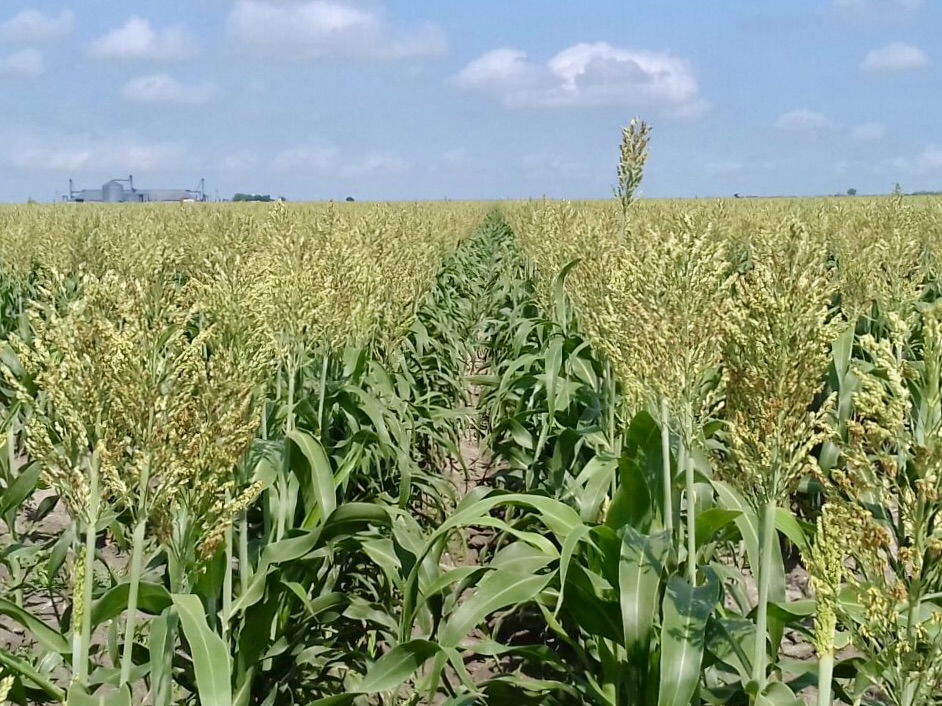 Sorghum plants grow across a field in northern Tamaulipas.