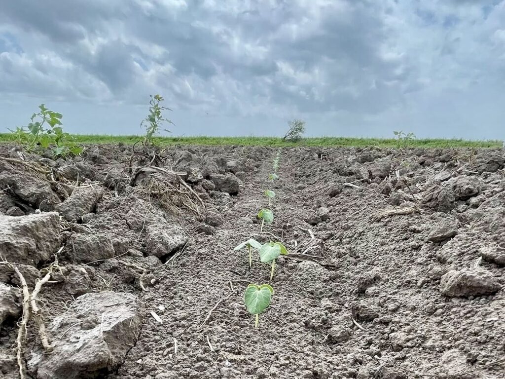 Young plants emerge in rows of farmland in northern Tamaulipas.