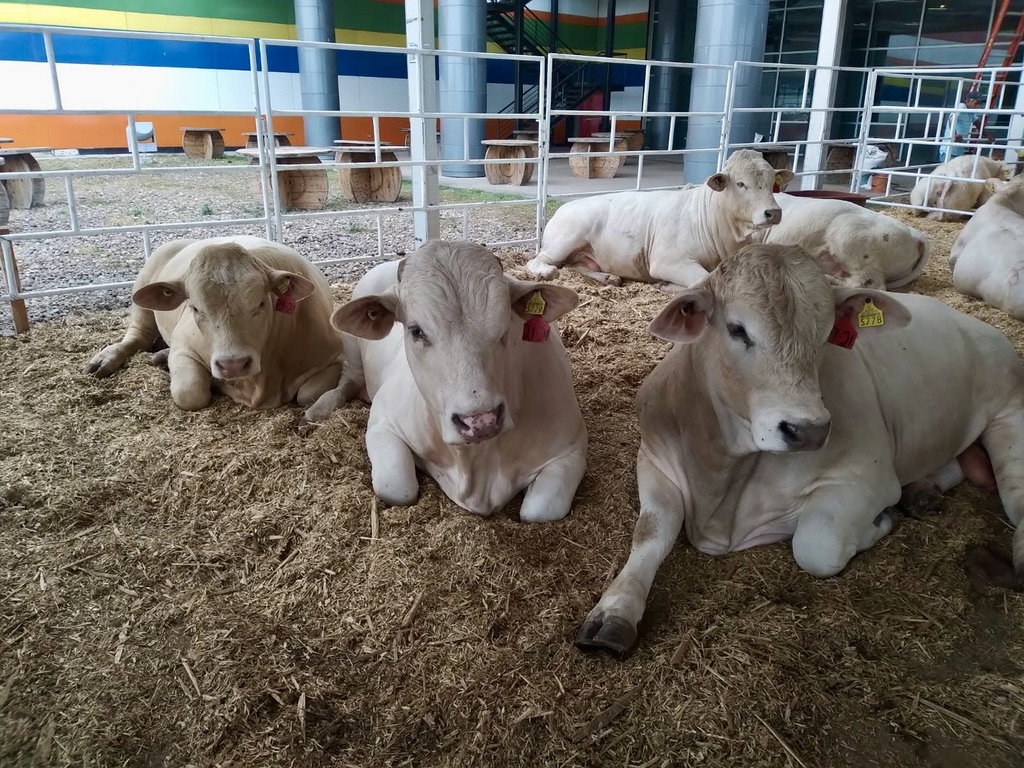 Tamaulipas is rethinking how it sells its cattle. A $44.5M project would keep more of the business at home
